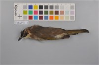 藏品(白頭翁)的圖片